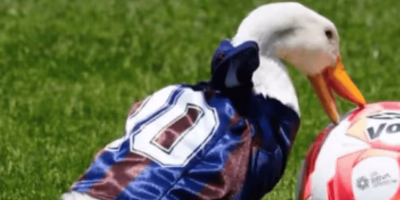 From viral to celebrity: Merlin the duck conquers the World Cup