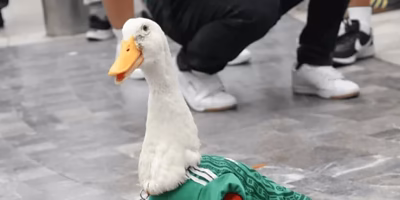 Merlin the duck, from viral to official ambassador of CDMX for 2026