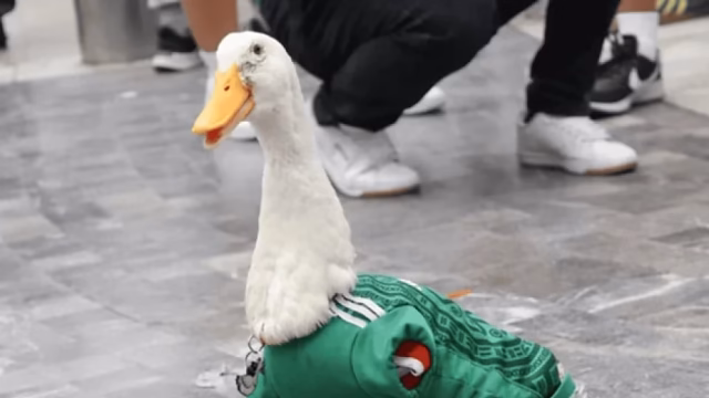 Merlin the duck, from viral to official ambassador of CDMX for 2026