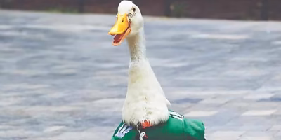 IMPI ratifica que la marca Pato Merlín pertenece a la familia Gómez
