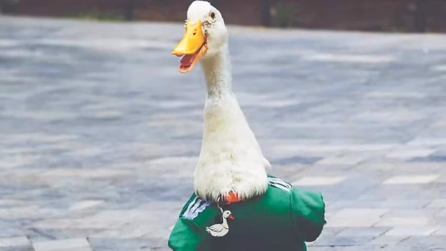 IMPI bestätigt, dass die Marke Pato Merlín zur Familie Gómez gehört