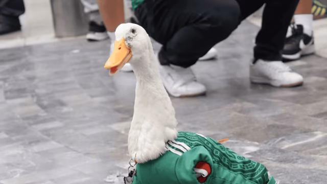 Merlin Duck ist im Rechtsstreit um die Markenregistrierung aufgeführt