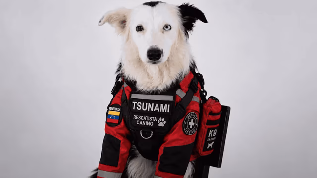 Tsunami rescue dog: from victim of abuse to hero in Venezuela