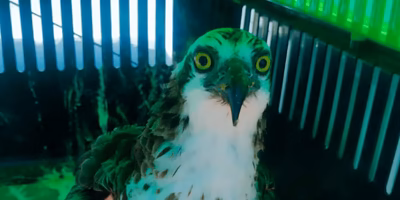 Profepa rescata seis animales silvestres en Baja California Sur