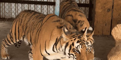 Profepa y FGR rescatan dos tigres de bengala en Chihuahua