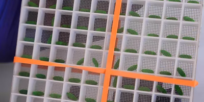 Sterile fly plant reopened in Chiapas to combat plague