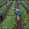 Sector agroalimentario pide mantener el T-MEC sin cambios