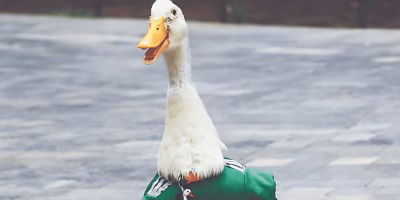 Sheinbaum will invite Merlin the duck to the morning