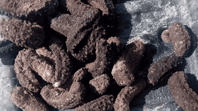 They secure nearly 3 thousand sea cucumbers in Baja California