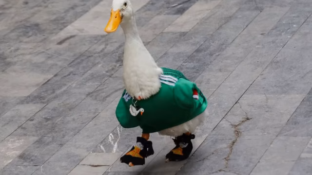 Capital Congress seeks to stop impulsive purchase of ducks after Merlin case