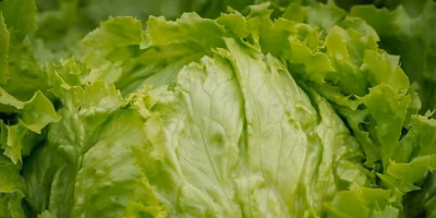 Falso positivo de la FDA afecta a productores de lechuga mexicanos