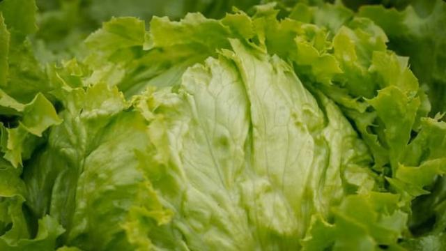 FDA se retracta: falso positivo de ciclospora en lechuga mexicana
