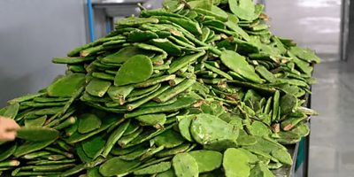 Nopal fertilizer accelerates crop growth