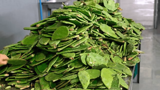 Nopal fertilizer accelerates crop growth