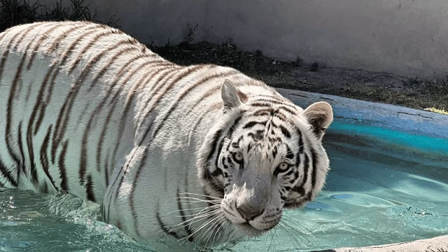 Kenzo, el tigre fugitivo, murió por un disparo en la cabeza