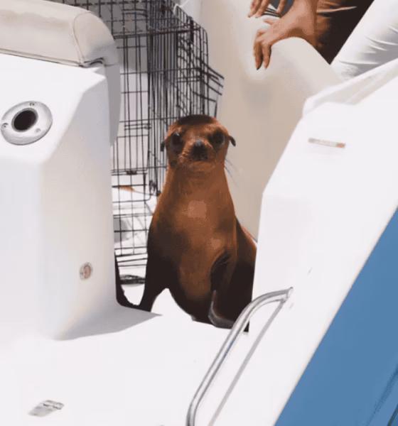 Loba marina regresa al mar tras dos meses de rehabilitación