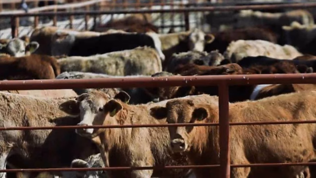 Plaga de gusano barrenador golpea exportaciones y precios