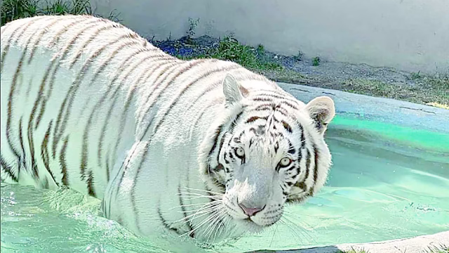 Profepa e Tepetlaoxtoc verificam falhas na operação com o tigre Kenzo