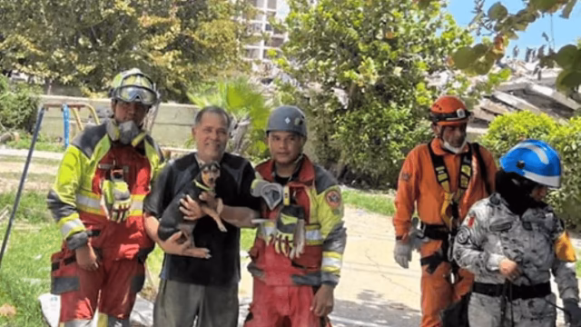Rescatan a perra Laila 29 días tras terremotos en Venezuela