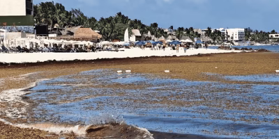 Sheinbaum announces new plan to stop sargassum on beaches