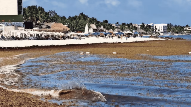 Sheinbaum anuncia novo plano para acabar com o sargaço nas praias