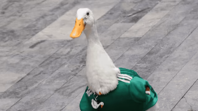Tras viralizarse por el pato Merlín, recibe apoyo para vivienda