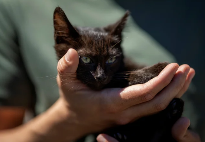 Como Funciona El Sentido Del Olfato En Los Gatos