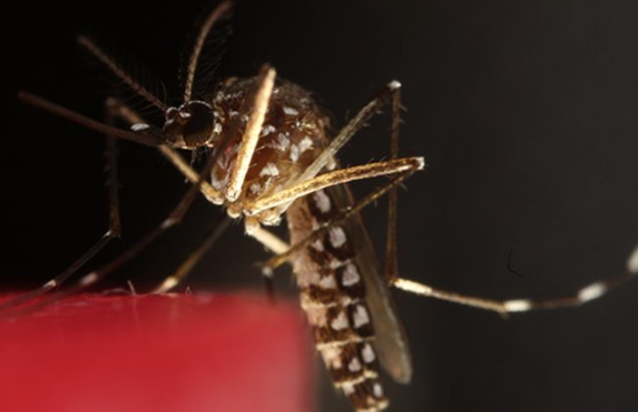 Neutralizan Al Aedes Aegypti El Mosquito Viral Que Transmite El Dengue Zika Y Chikungunya