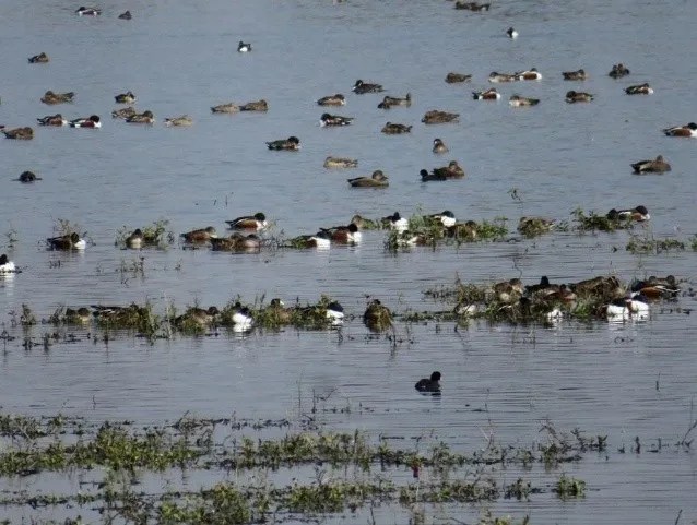 Peligran En Mexico 79 Tipos De Aves