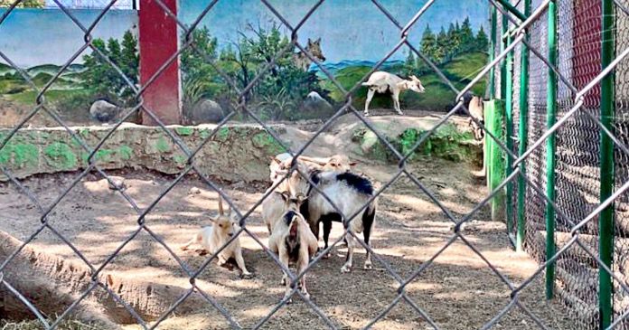 Hicieron Barbacoa Con Cabras De Zoologico De Guerrero