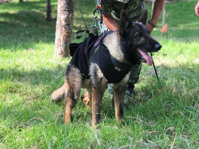 Murio Proteo Perrito Rescatista Mexicano En Turquia