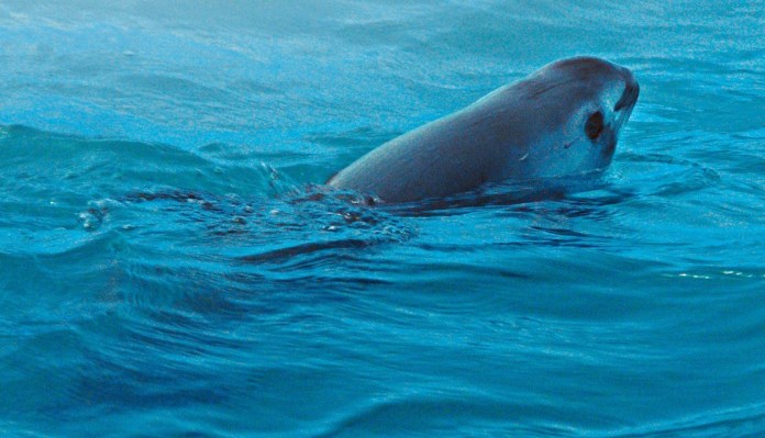 Reportan Reduccion De Amenaza A Vaquita