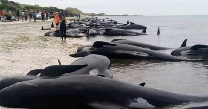 Mueren Ballenas Varadas En Playa De Australia 696x365 1