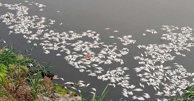 Mueren Peces En Tabasco