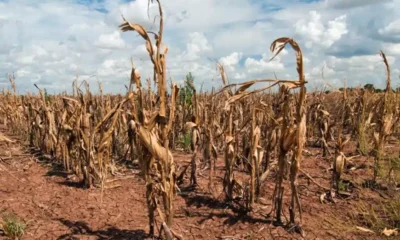El cambio climático amenaza la producción agrícola en América Latina