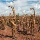 El cambio climático amenaza la producción agrícola en América Latina