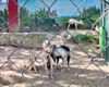 Hicieron Barbacoa Con Cabras De Zoologico De Guerrero