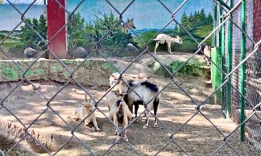 Hicieron Barbacoa Con Cabras De Zoologico De Guerrero