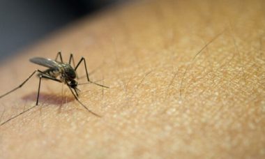 Confirmados En Eu Primeros Casos De Malaria Localmente 696x365 1