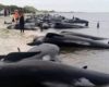 Mueren Ballenas Varadas En Playa De Australia 696x365 1