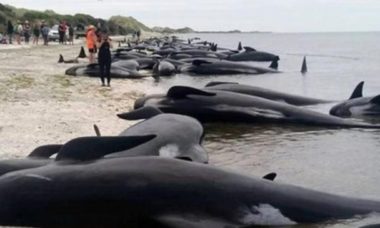 Mueren Ballenas Varadas En Playa De Australia 696x365 1