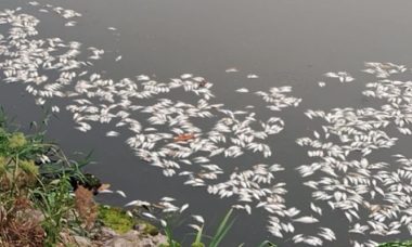 Mueren Peces En Tabasco