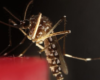Neutralizan Al Aedes Aegypti El Mosquito Viral Que Transmite El Dengue Zika Y Chikungunya