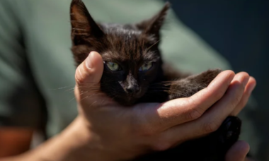 Como Funciona El Sentido Del Olfato En Los Gatos